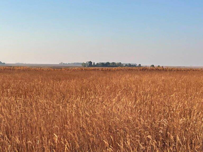 80 Acres m_l-8-1665505435