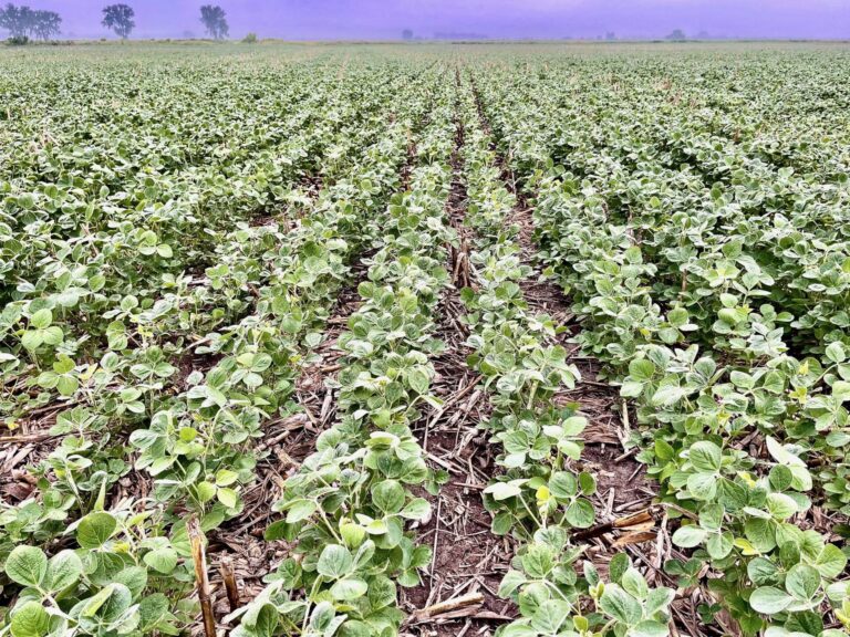 80 Acres ml Cherokee County-4