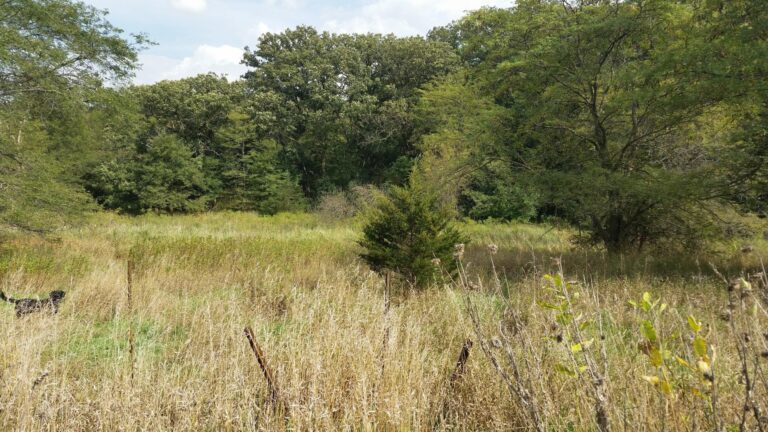 Acreage, Cropland, Timber, CRP Land Offered in 2 Tracts-jolley 4-1512752582