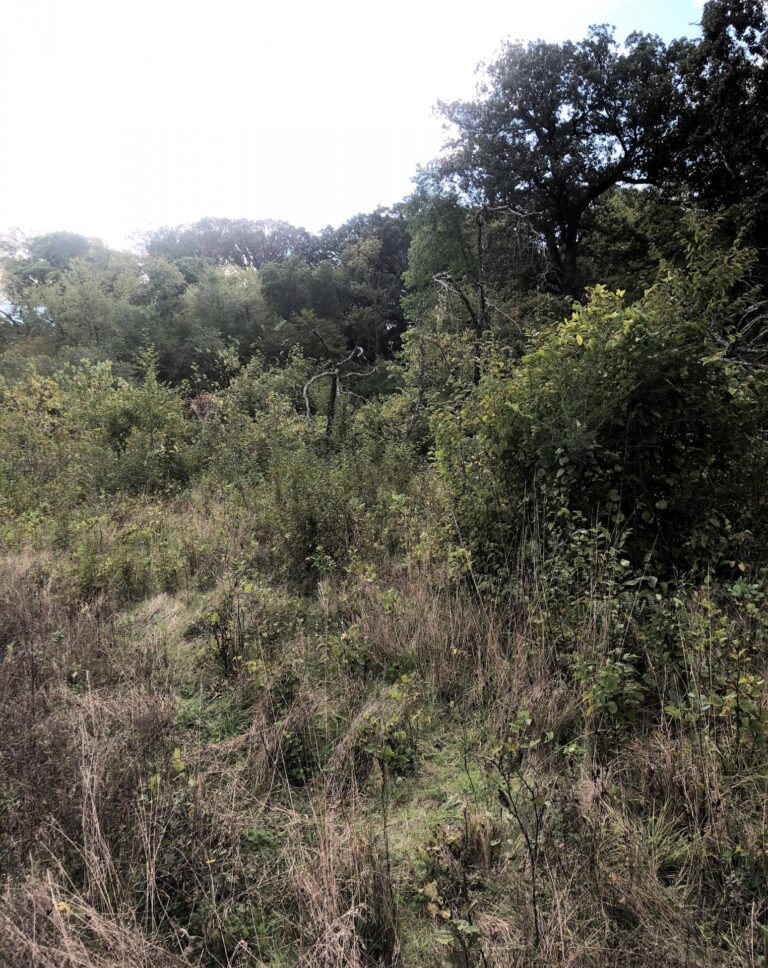 100 Acres m_l Cropland & Timber-25-1569953919