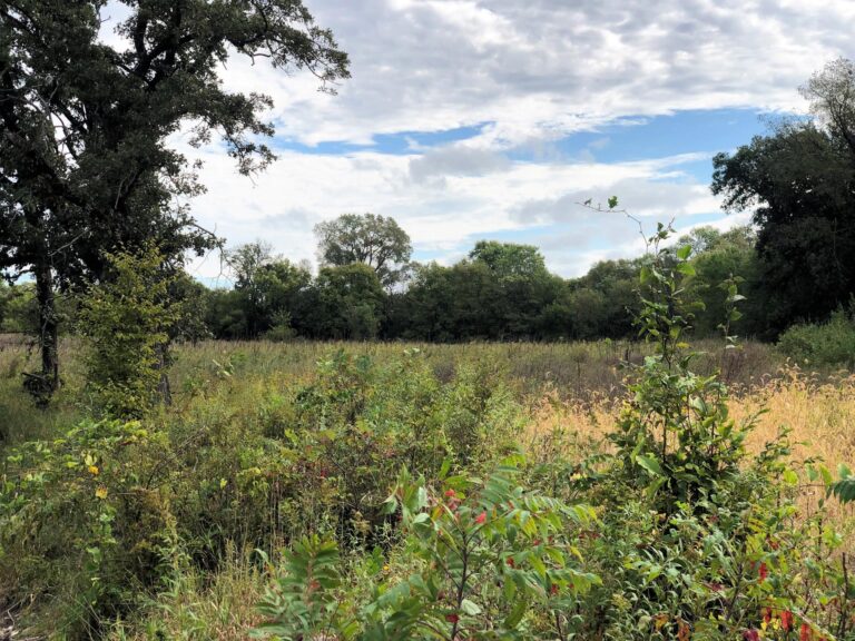 100 Acres m_l Cropland & Timber-30-1569953987