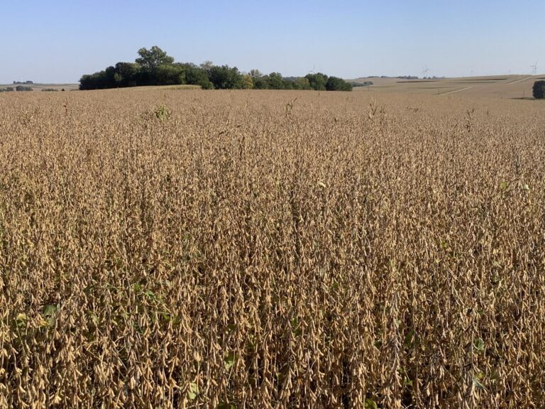 113.02 Surveyed Acres-1-1633551844