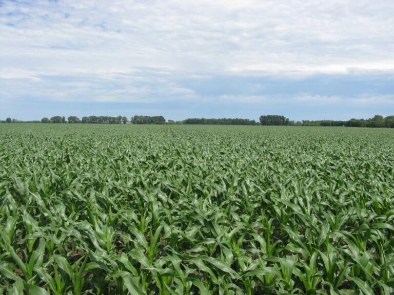 117 ACRES-117 Acres -1508348432