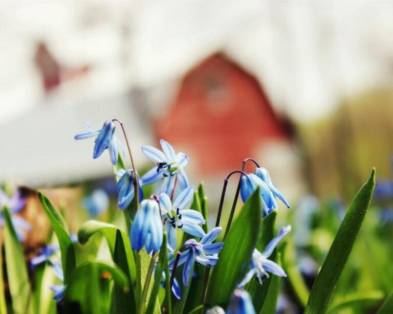 20 Acres m_l, Home & Outbuildings-flowers-1554833348