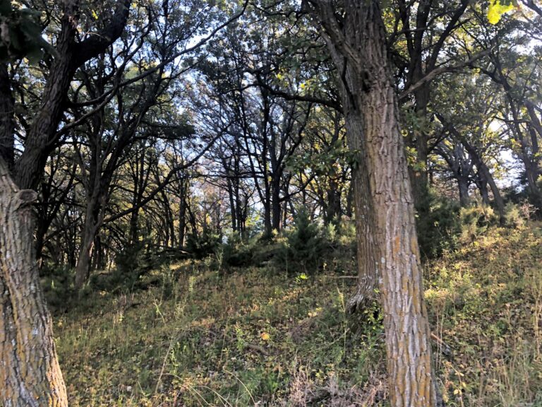 200 Acres CRP & Recreational Paradise-Photo-1572642877