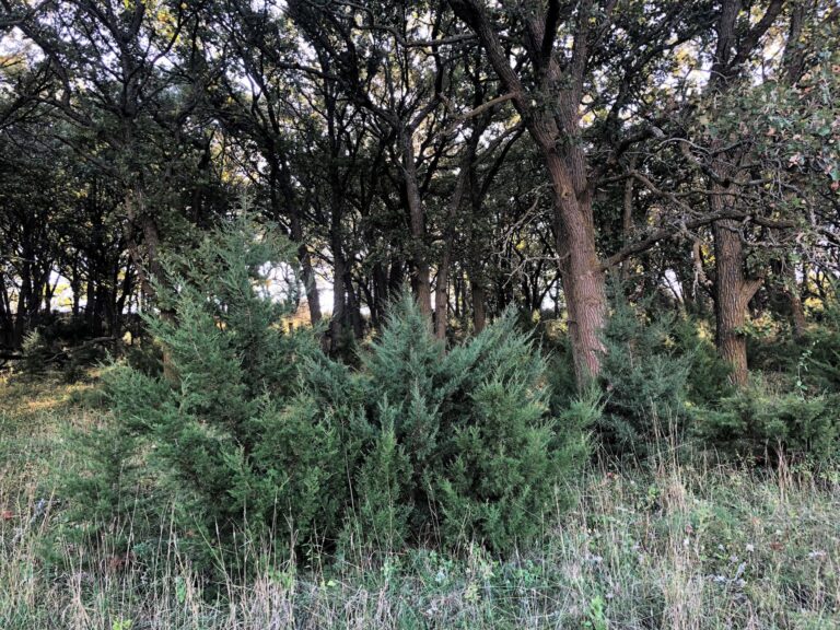 200 Acres CRP & Recreational Paradise-Photo-1572642926