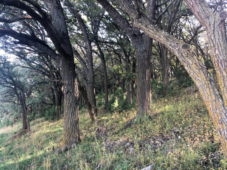200 Acres CRP & Recreational Paradise-Photo-1572643004