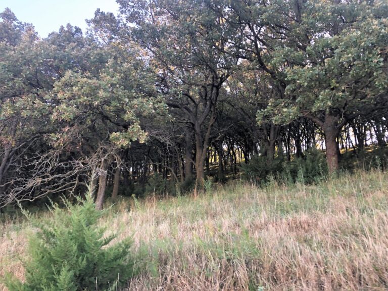 200 Acres CRP & Recreational Paradise-Photo-1572643051