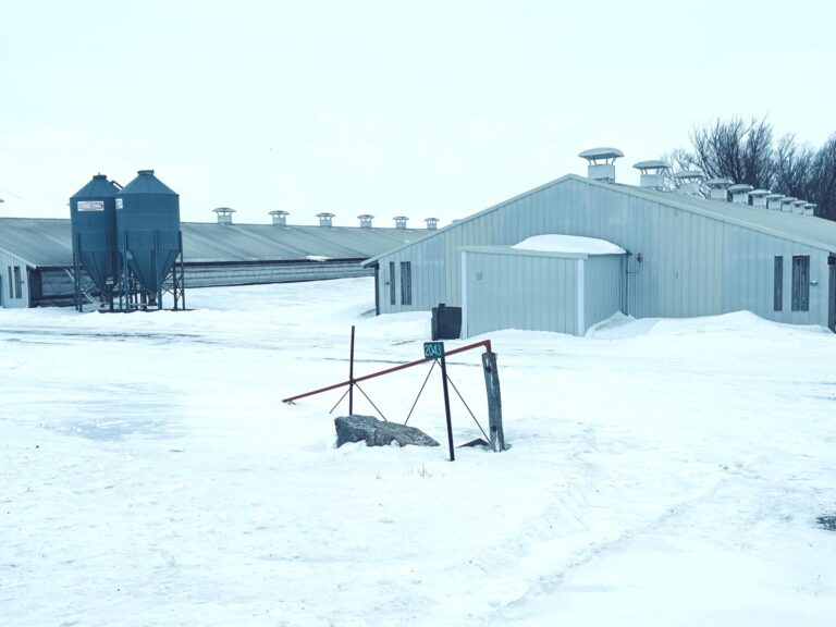 3,300 Head Finishing Site-2043 Starling-1675961191