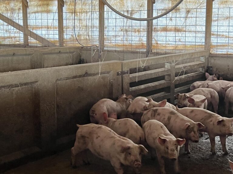 3,300 Head Finishing Site-Swine Facility-1679606585