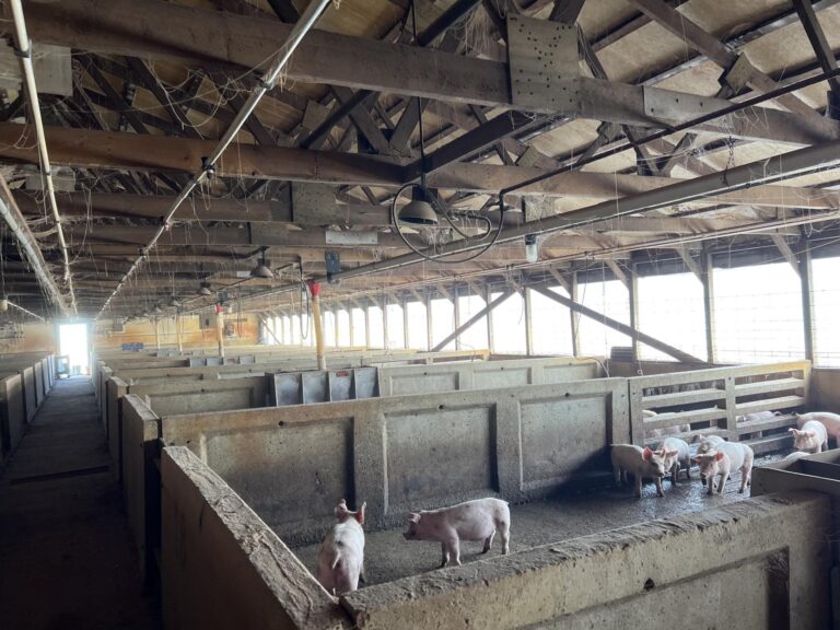 3,300 Head Finishing Site-Swine Facility-1679606650