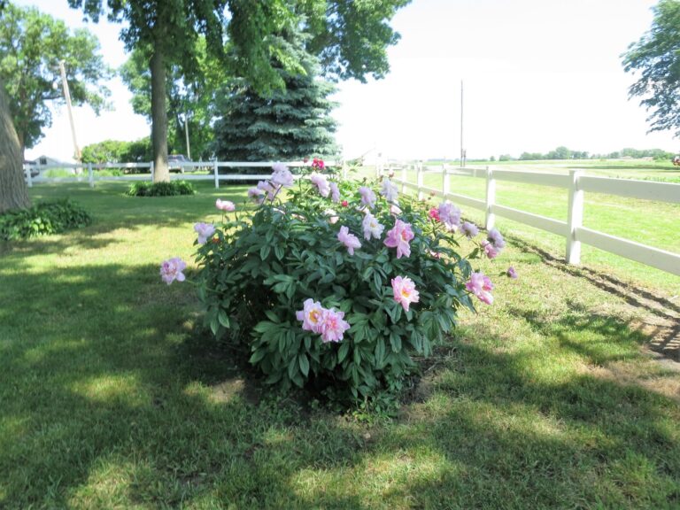 4.25 Acre Acreage-landscaping-1561136086