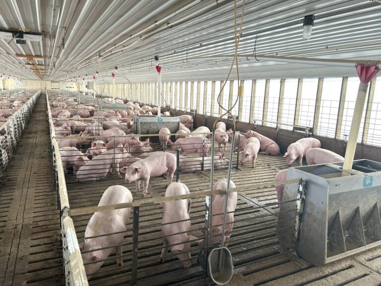 4000 Head Swine Facility and Acreage-Swine Facility-1742497073