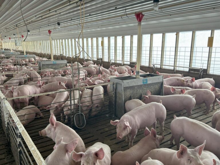 4000 Head Swine Facility and Acreage-Swine Facility-1742497410