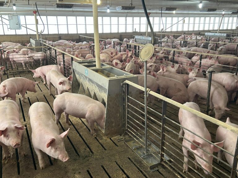 4000 Head Swine Facility and Acreage-Swine Facility-1742497540