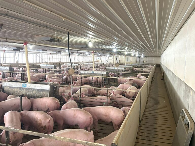 4000 Head Swine Facility and Acreage-Swine Facility-1742497569