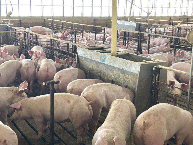 4000 Head Swine Facility and Acreage-Swine Facility-1742497593