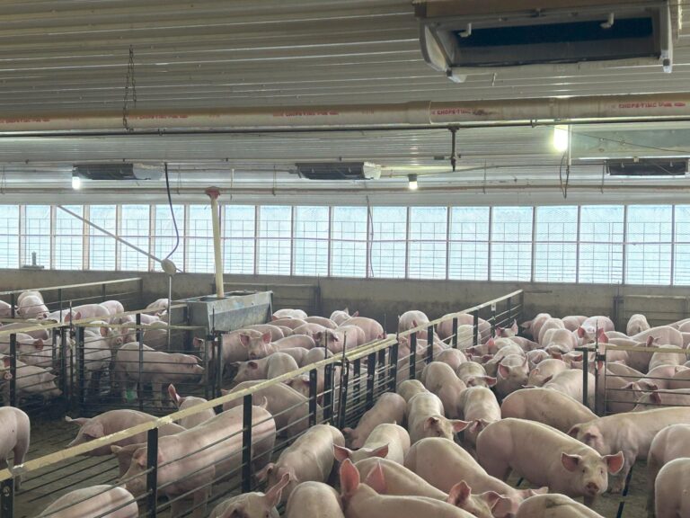 4000 Head Swine Facility and Acreage-Swine Facility-1742497620