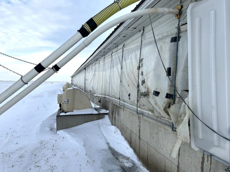 5,300 Head Feeder to Finisher Site-1-1675893180