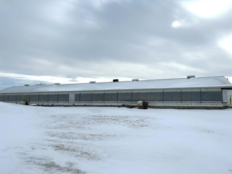 5,300 Head Feeder to Finisher Site-1-1675893274