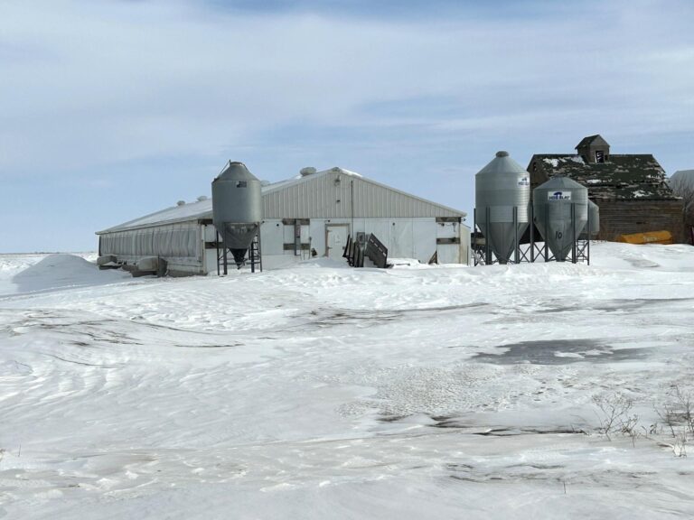 5,300 Head Feeder to Finisher Site-1-1675893729