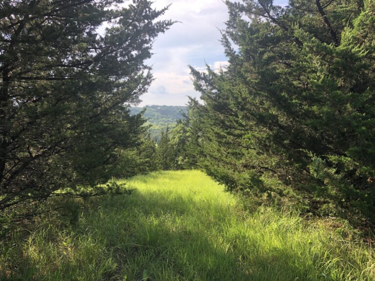 60 Acres Timber-Cullers Timber-1561586057