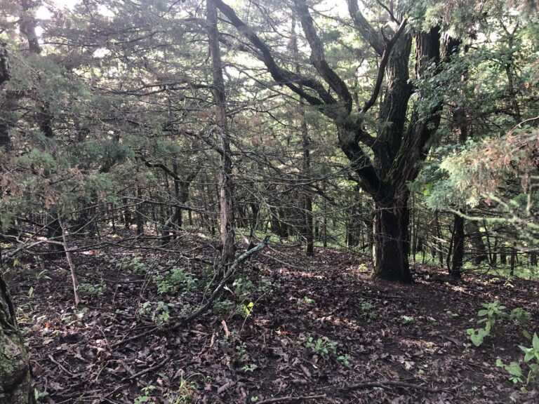 60 Acres Timber-Cullers Timber-1561586345