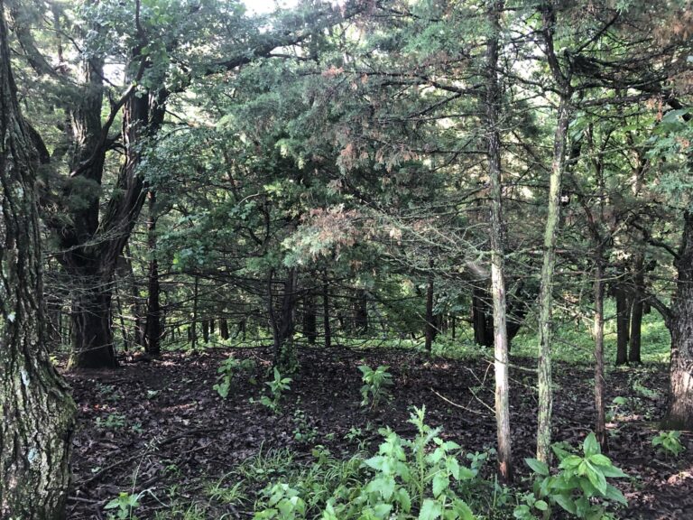 60 Acres Timber-Cullers Timber-1561586373