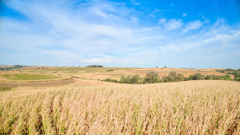 605 Acres m_l - 5 Tracts-Low Profile-1728068303