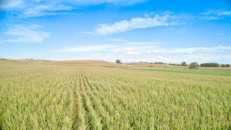 605 Acres m_l - 5 Tracts-Low Profile-1728068411