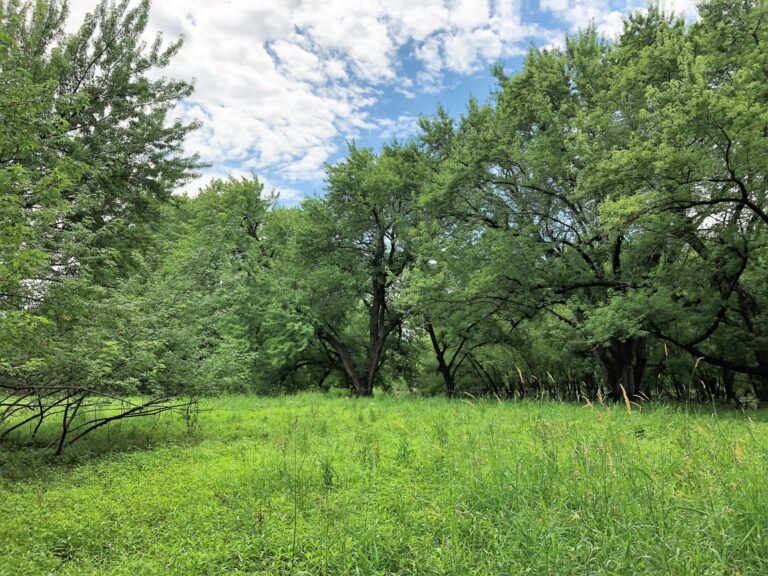 84 Acres Timber & Pasture-Photo-1563483072