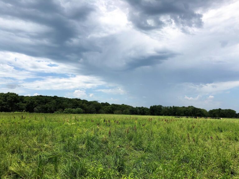 84 Acres Timber & Pasture-Photo-1563483112