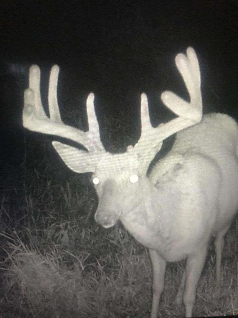 84 Acres Timber & Pasture-deer-1563548967