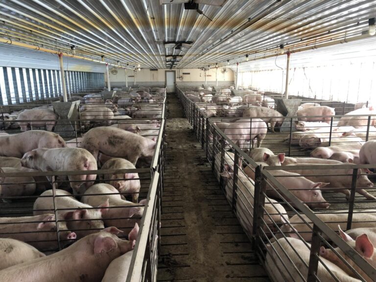 Swine Facility-1-1577486080