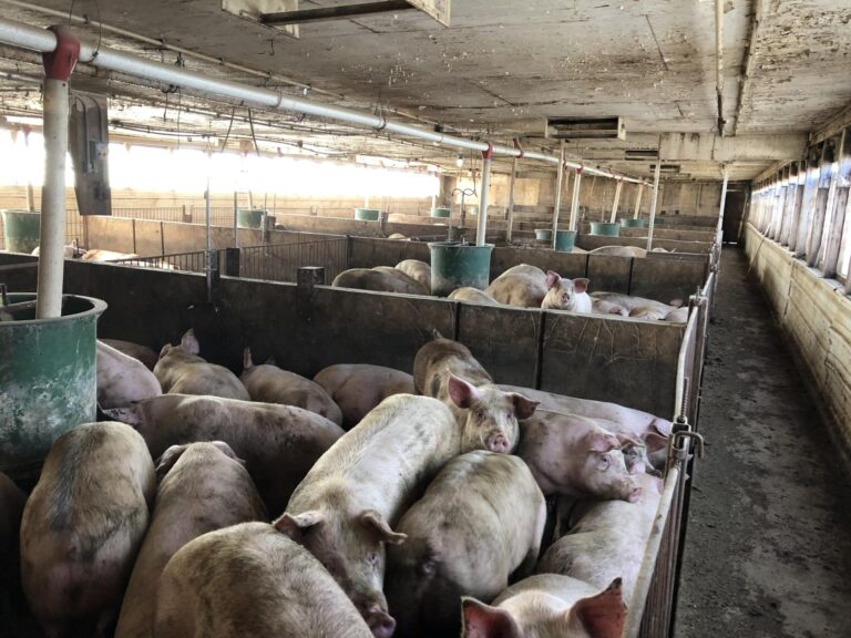 Swine Facility-15-1577485800