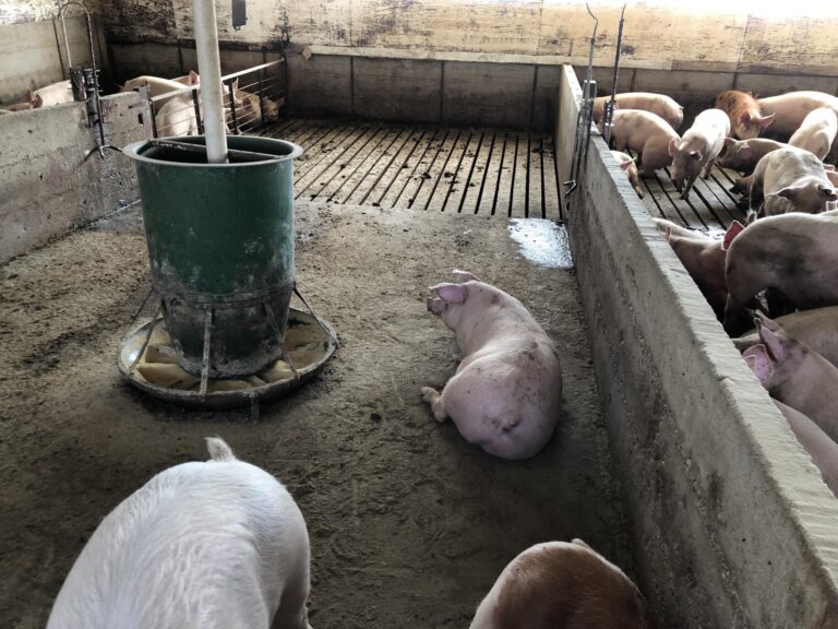 Swine Facility-17-1577485862