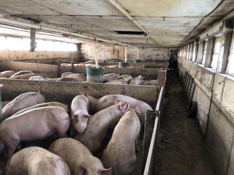 Swine Facility-18-1577485898