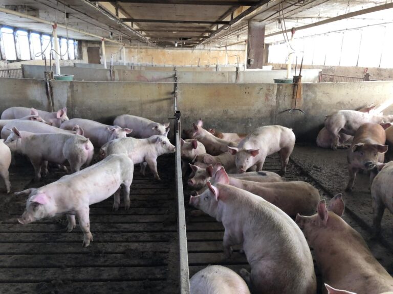 Swine Facility-19-1577485925