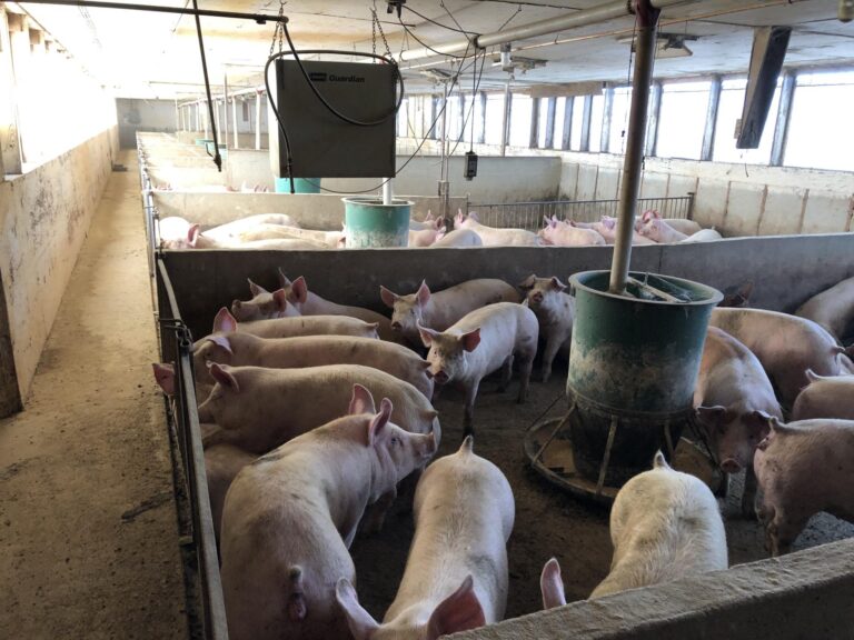Swine Facility-20-1577485949
