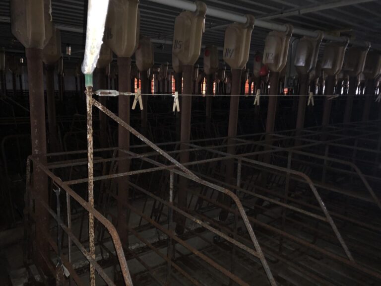 Swine Facility-3-1577486167