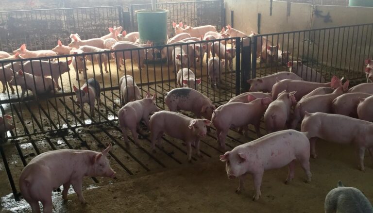 Swine Facility-8-1577485668