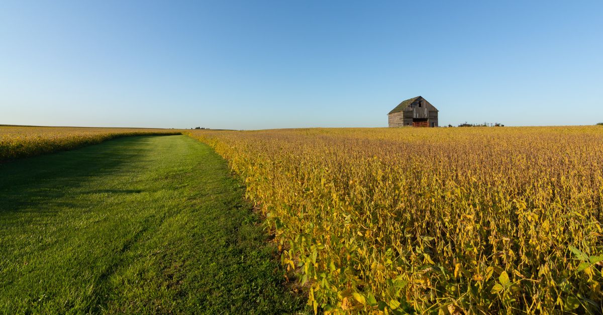 The Price Is Right—for Who? Farmland Value in Auctions