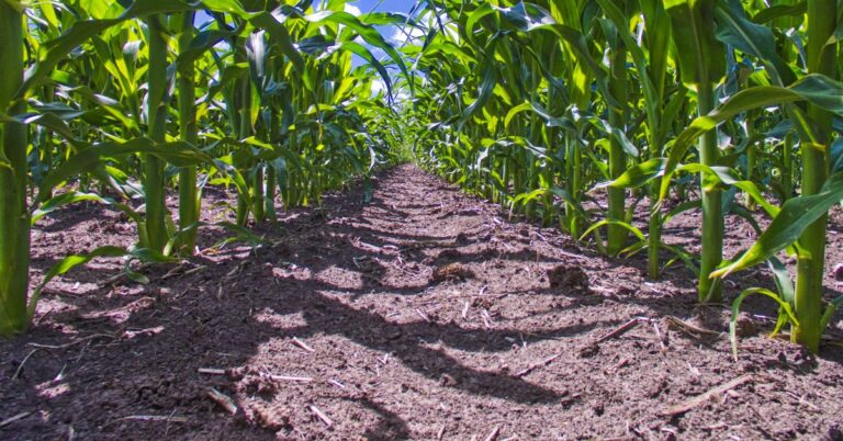 How To Assess Soil Quality Before Buying Farmland