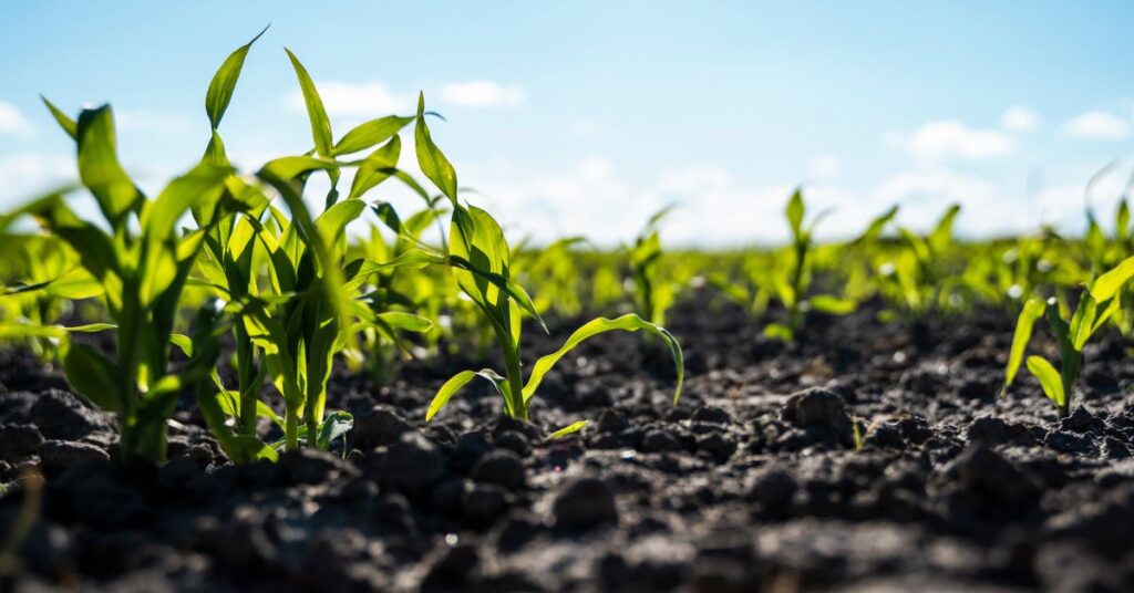 How To Get Started in the Farming Business
