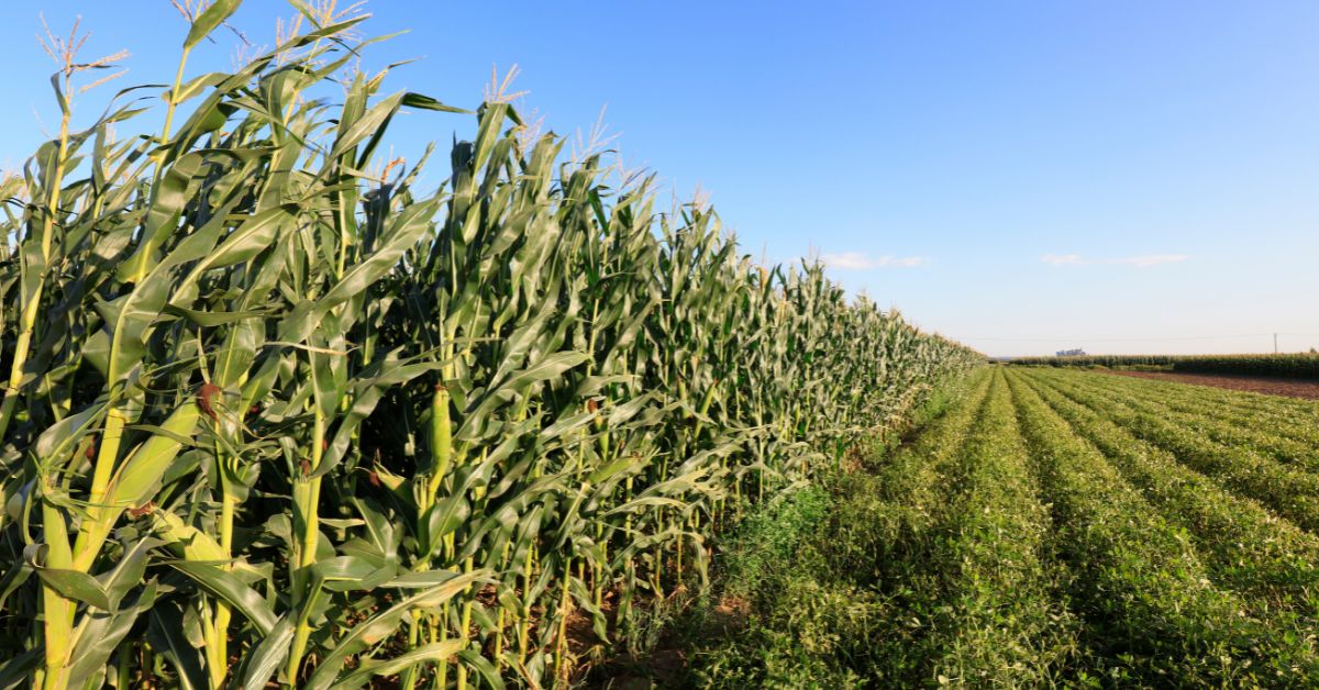 Auctioneer vs. Real Estate Broker Roles in Farm Sales