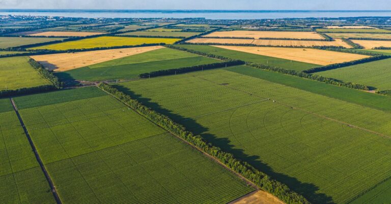 Auctioneer vs. Real Estate Broker Roles in Farm Sales