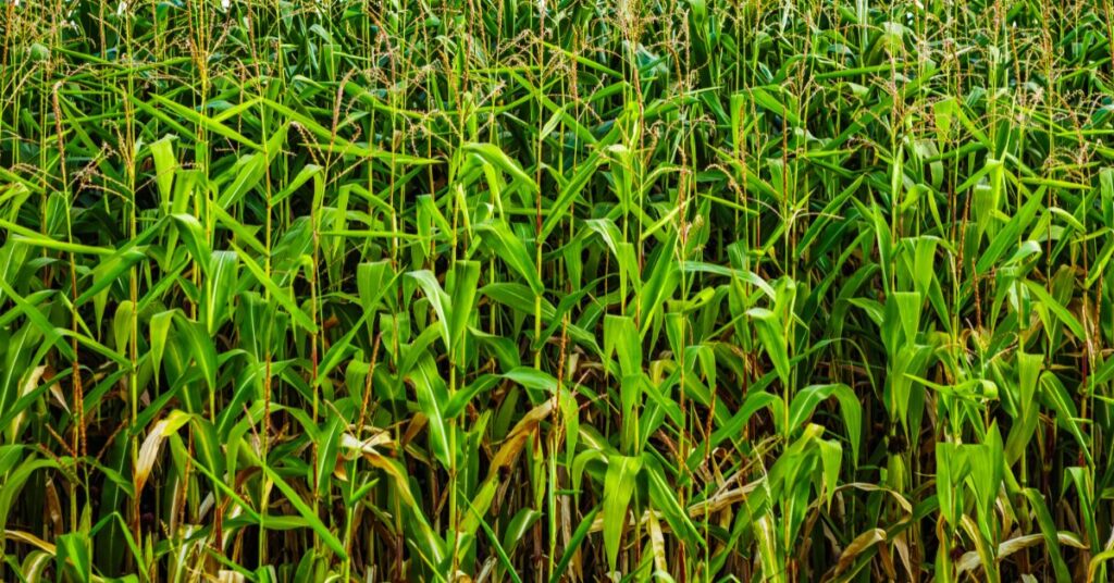 Tax Benefits of Owning Agricultural Land