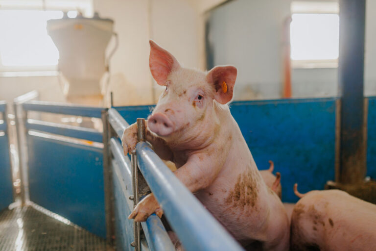 swine facility safety for workers and animals