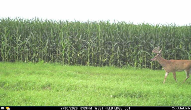 Trail cam 2