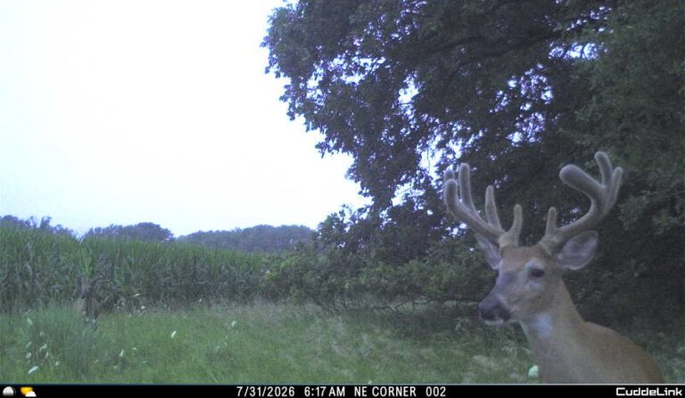 Trail cam 3